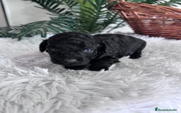 Caniche Toy perros en venta: CANICHE TOY MACHO - Anuncio 4