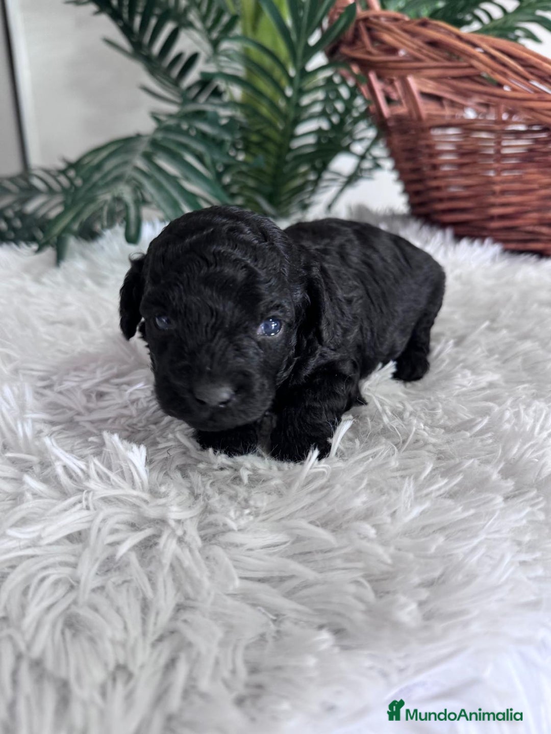 Caniche Toy perros en venta: CANICHE TOY MACHO - Anuncio 4