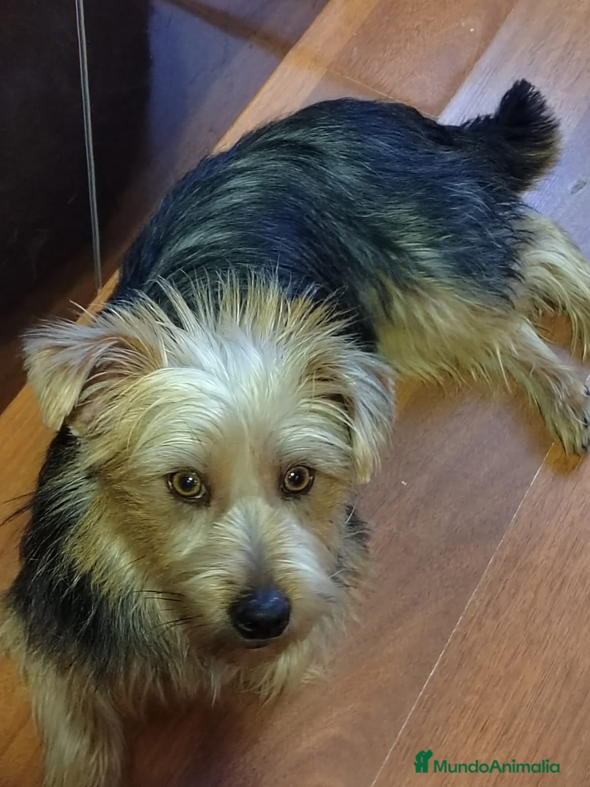 Raza Mixta perros Yorkie Russel - Anuncio 3