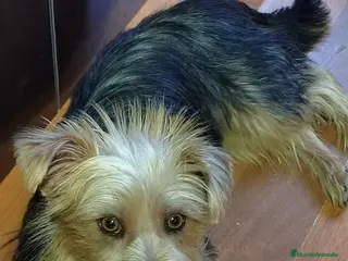 Raza Mixta perros Yorkie Russel - Anuncio 4
