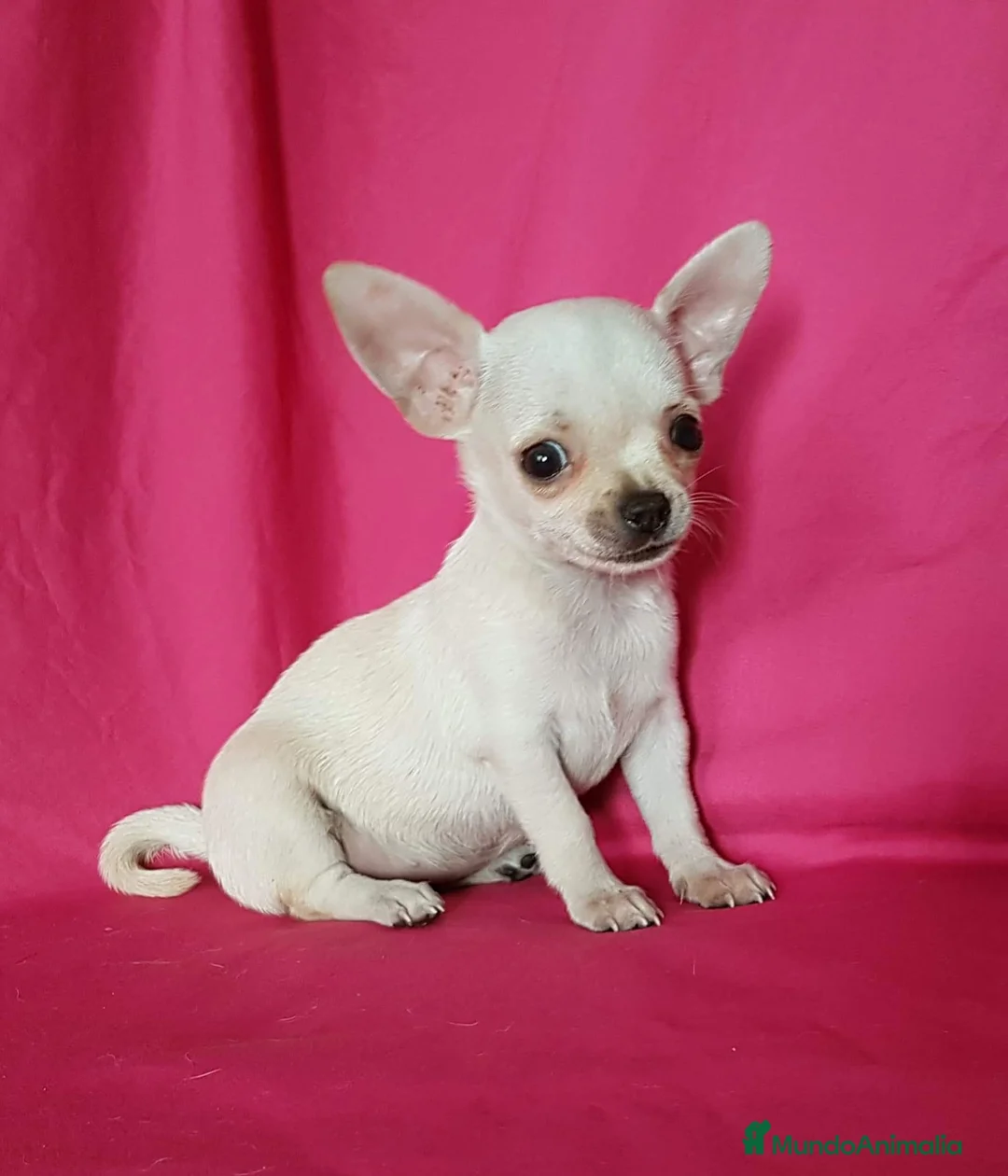 Chihuahua perros en venta: Chihuahua línea rusa  en Ciudad Real - Anuncio 3