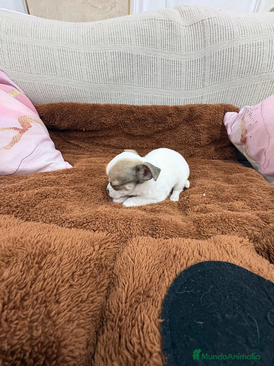 Chihuahua perros en venta: Chihuahua toy - Anuncio 15