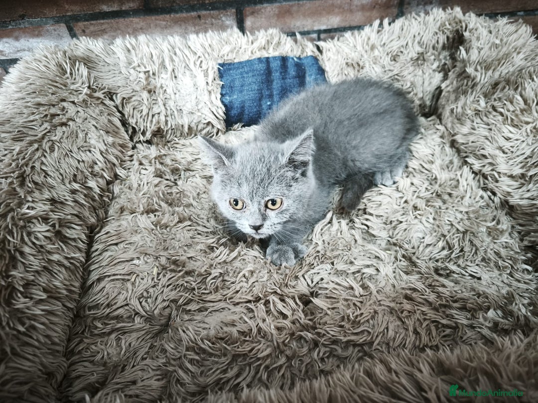 Scottish Straight gatos en venta: Disponibles gatitos scottish - Imagen 2