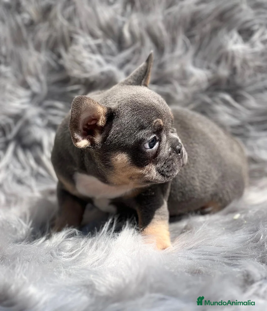Bulldog Francés perros en venta: Bulldog francés blue and tan en Barcelona - Anuncio 8