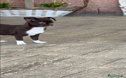 Chihuahua perros en venta: 🌟 Merlé, chocolate y elegancia total 🍫 - Imagen 3