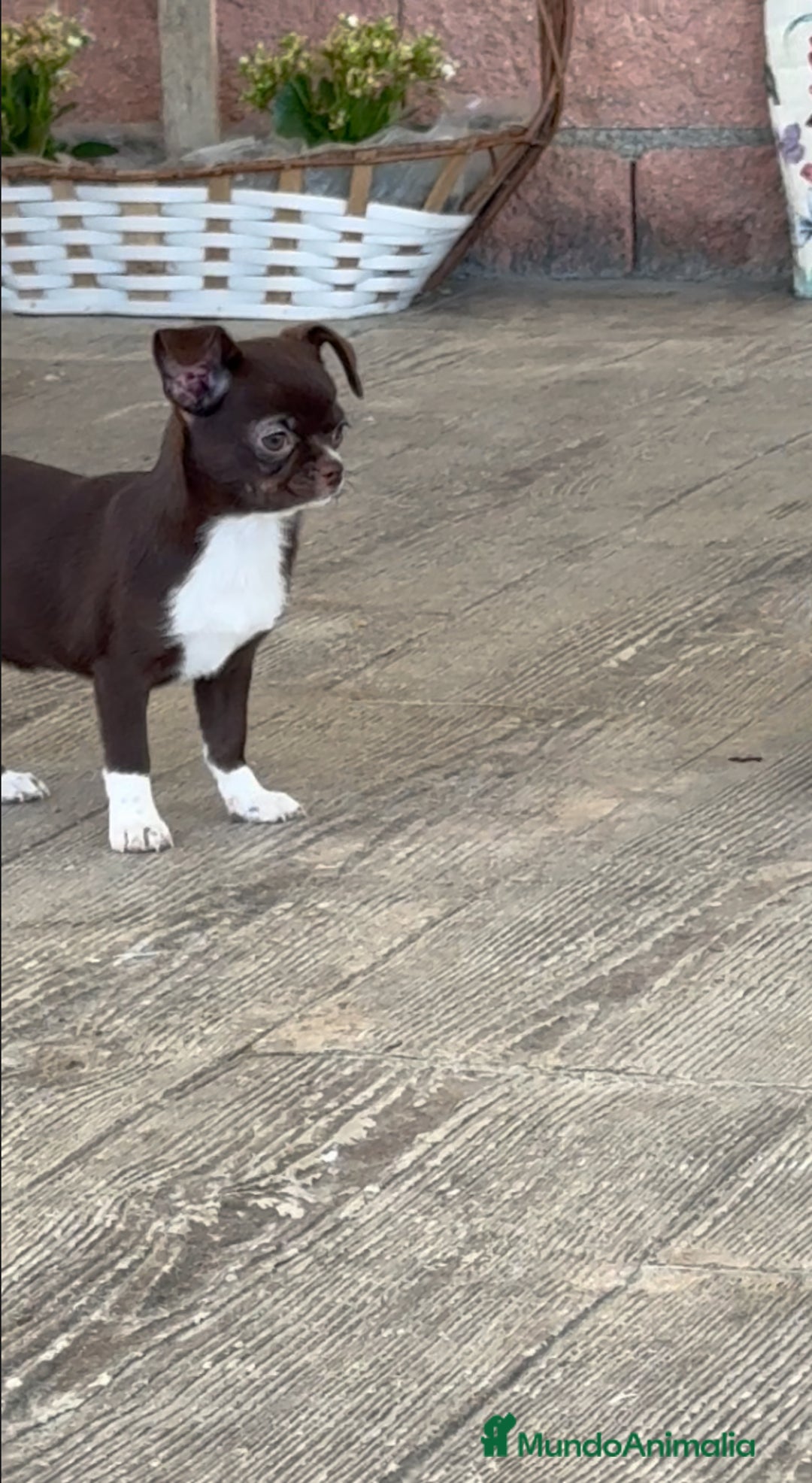 Chihuahua perros en venta: 🌟 Merlé, chocolate y elegancia total 🍫 - Imagen 3
