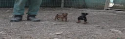 Pinscher Miniatura perros en venta: Pinscher miniatura  - Anuncio 2