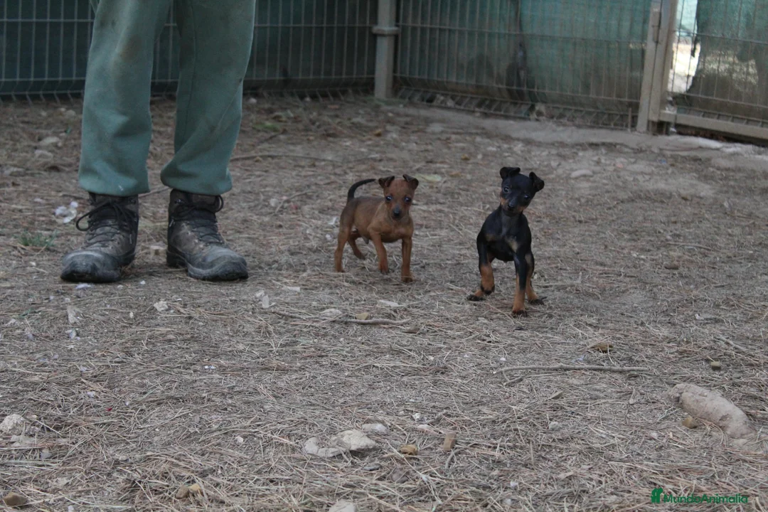 Pinscher Miniatura perros en venta: Pinscher miniatura  - Anuncio 2