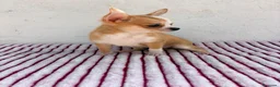 Chihuahua perros en venta: Chihuahua toy hembra - Anuncio 3