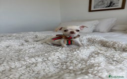 Chihuahua perros en venta: Chihuahua - Imagen 3