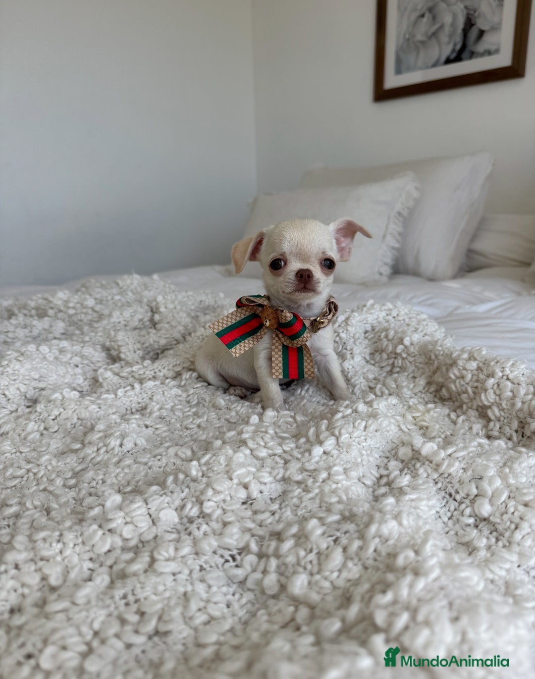 Chihuahua perros en venta: Chihuahua - Imagen 3