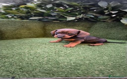 Teckel Miniatura perros en venta:  teckel miniatura  color jabali - Imagen 13