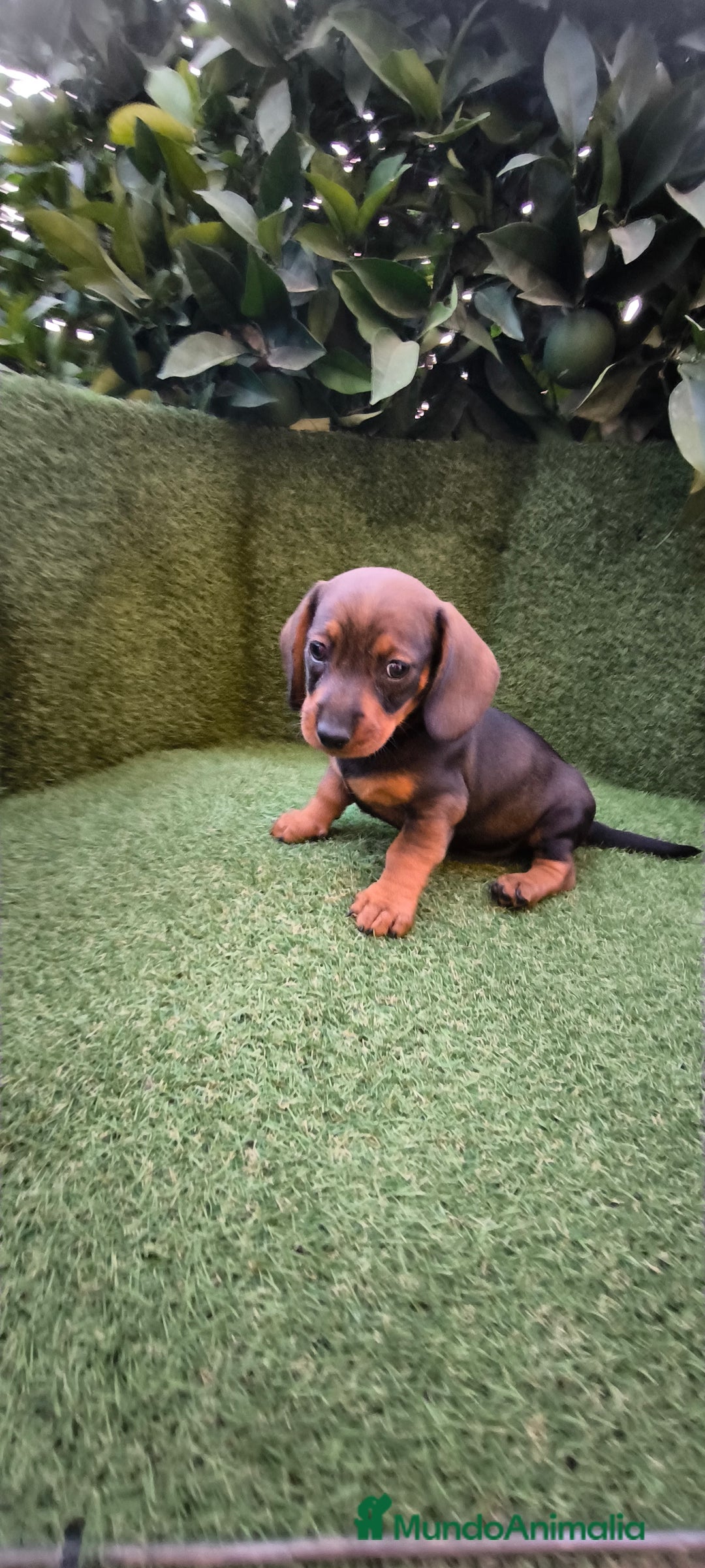 Teckel Miniatura perros en venta:  teckel miniatura  color jabali - Imagen 13