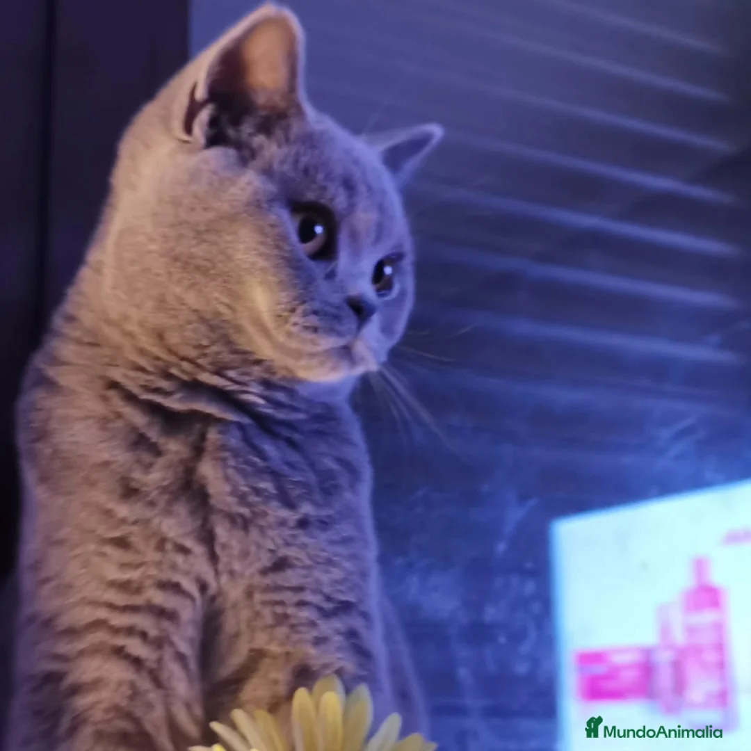 Británico de Pelo Corto gatos en venta: Gato British Shorthair  - Anuncio 5