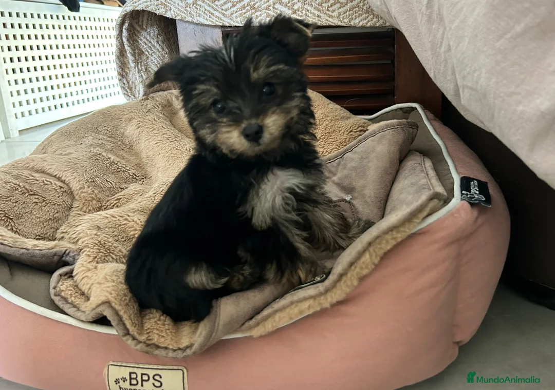Yorkshire Terrier perros en venta: Yorkshire miniatura  - Anuncio 1