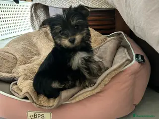 Yorkshire Terrier perros Yorkshire miniatura - Anuncio 1