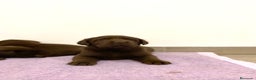 Labrador Retriever perros en venta: Cachorros de Labrador Retriever chocolates - Anuncio 7
