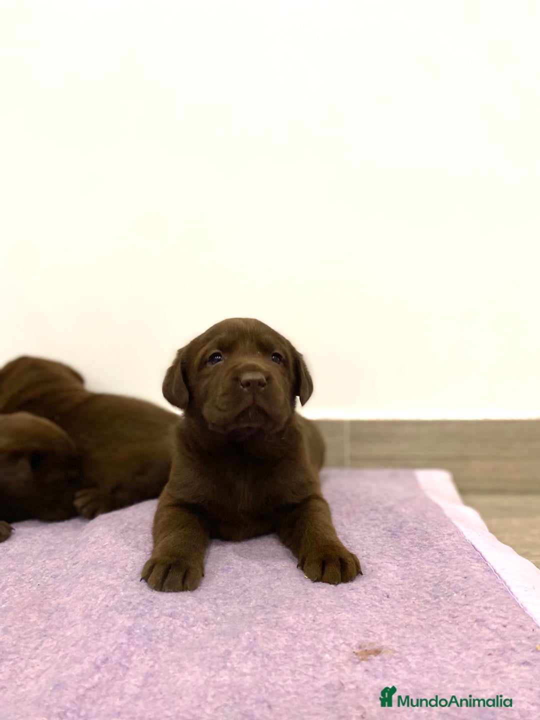 Labrador Retriever perros en venta: Cachorros de Labrador Retriever chocolates - Anuncio 7