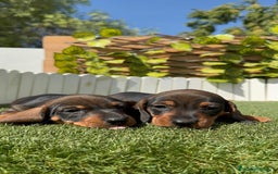 Teckel Miniatura perros en venta: TECKEL MINIATURA MACHO - Imagen 7