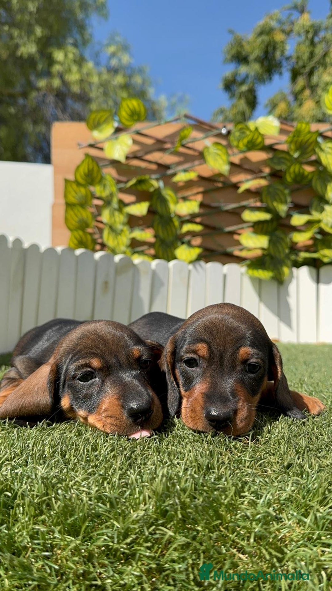 Teckel Miniatura perros en venta: TECKEL MINIATURA MACHO - Imagen 7