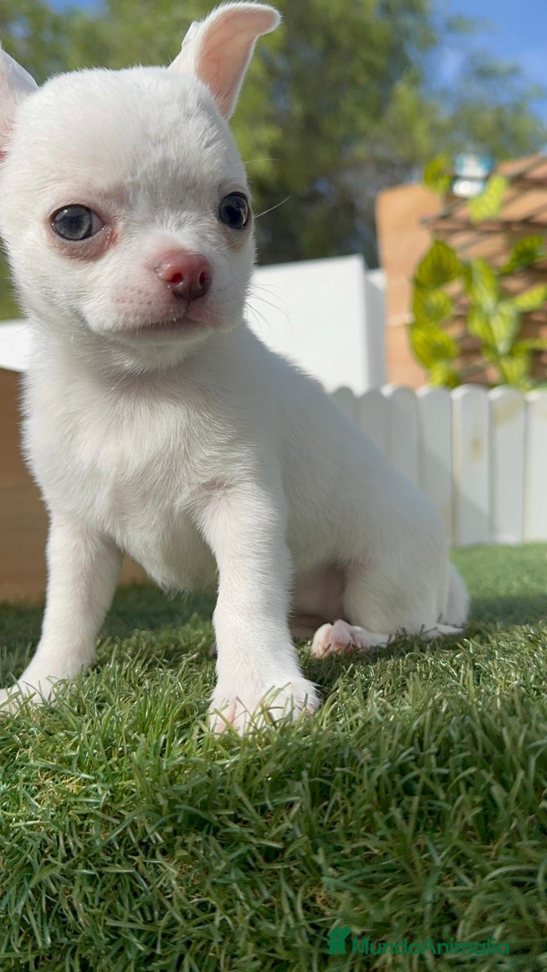 Chihuahua perros en venta: CHIHUAHUA HEMBRA - Imagen 4