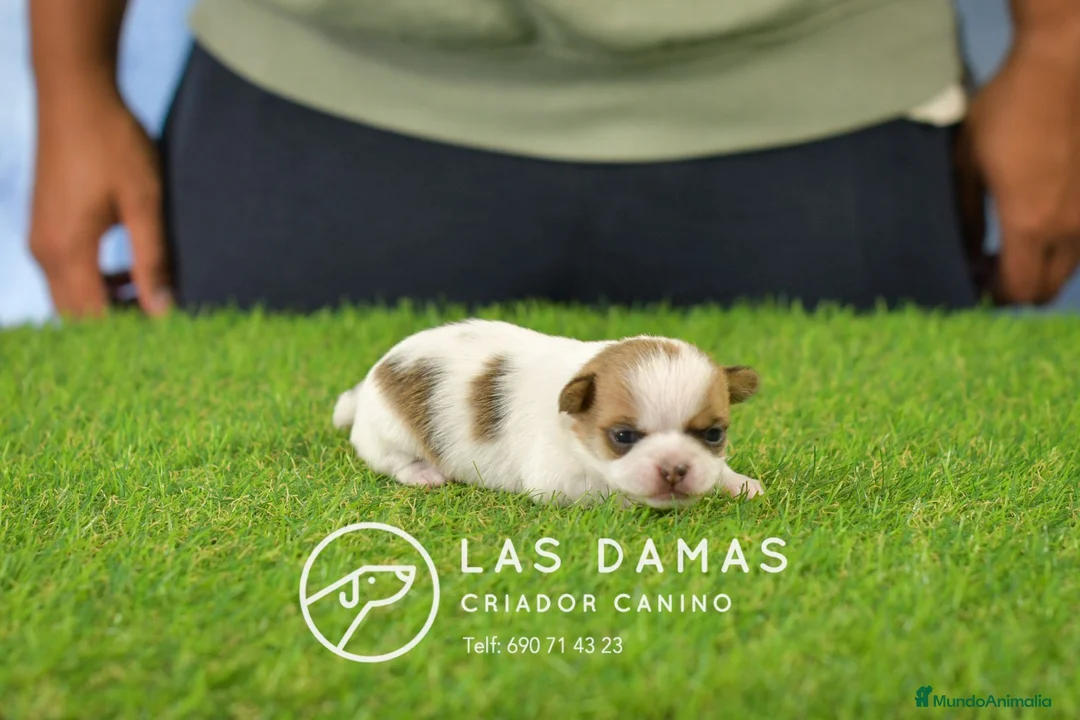Chihuahua perros en venta: Chihuahuas disponibles - Anuncio 9