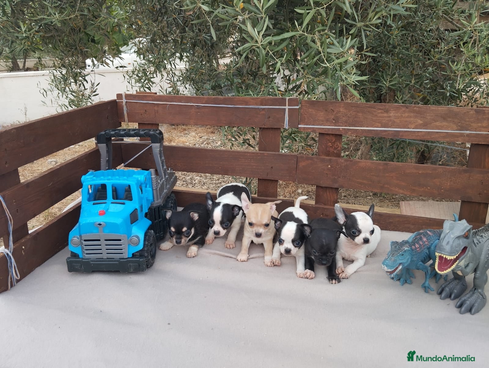 Chihuahua perros CHIHUAHUAS TOYS CABEZA de 🍎🍎 🥰🥰🥰 - Anuncio 1