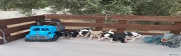 Chihuahua perros en venta: CHIHUAHUAS TOYS CABEZA de 🍎🍎 🥰🥰🥰 - Anuncio 7