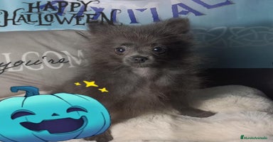 Pomchi perros - Anuncio 5