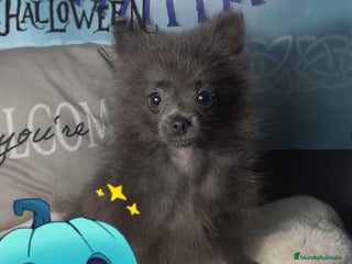 Pomchi perros - Anuncio 1
