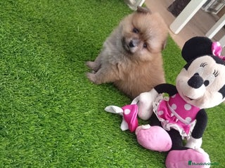 Pomerania perros PRECIOSA POMERANIA MINI - Anuncio 1