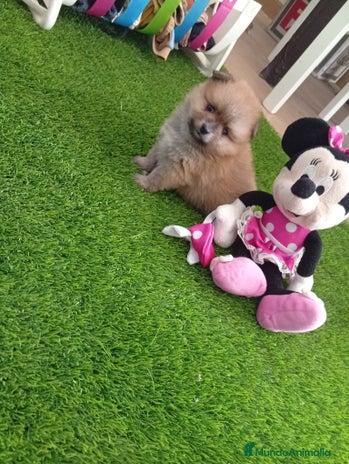 Pomerania perros PRECIOSA POMERANIA MINI - Anuncio 1