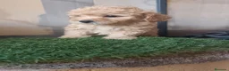 Caniche Toy perros en venta: Ultimo machito toy en Navarra - Anuncio 1