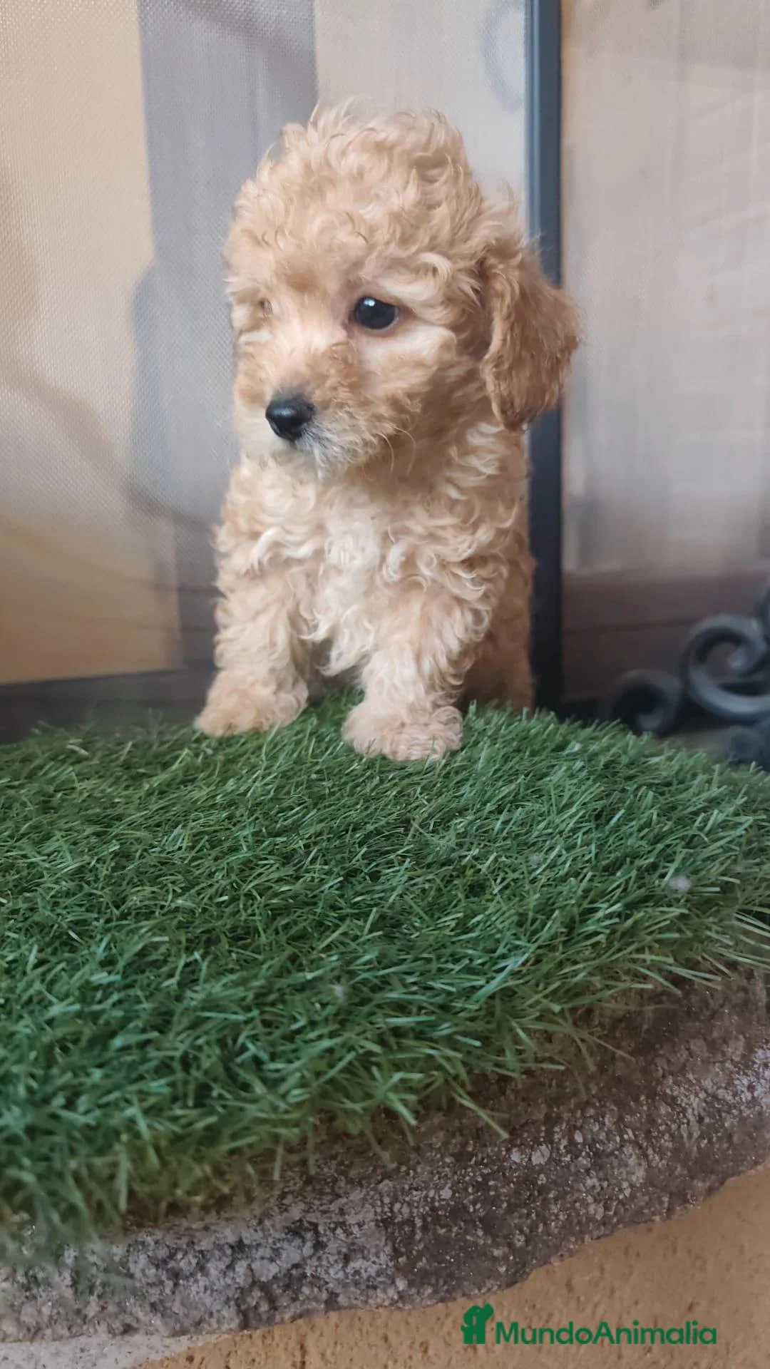 Caniche Toy perros en venta: Ultimo machito toy en Navarra - Anuncio 1