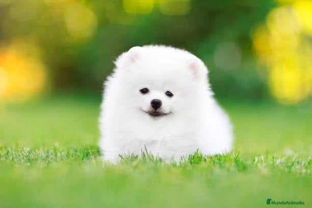 Pomerania perros LULU POMERANIA TOY  - Anuncio 2