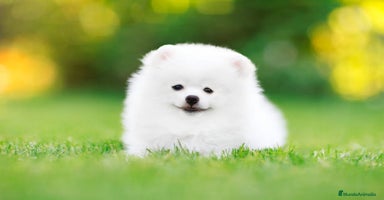 Pomerania perros - Anuncio 1