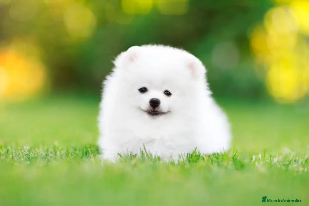 Pomerania perros en venta: LULU POMERANIA TOY  - Anuncio 2