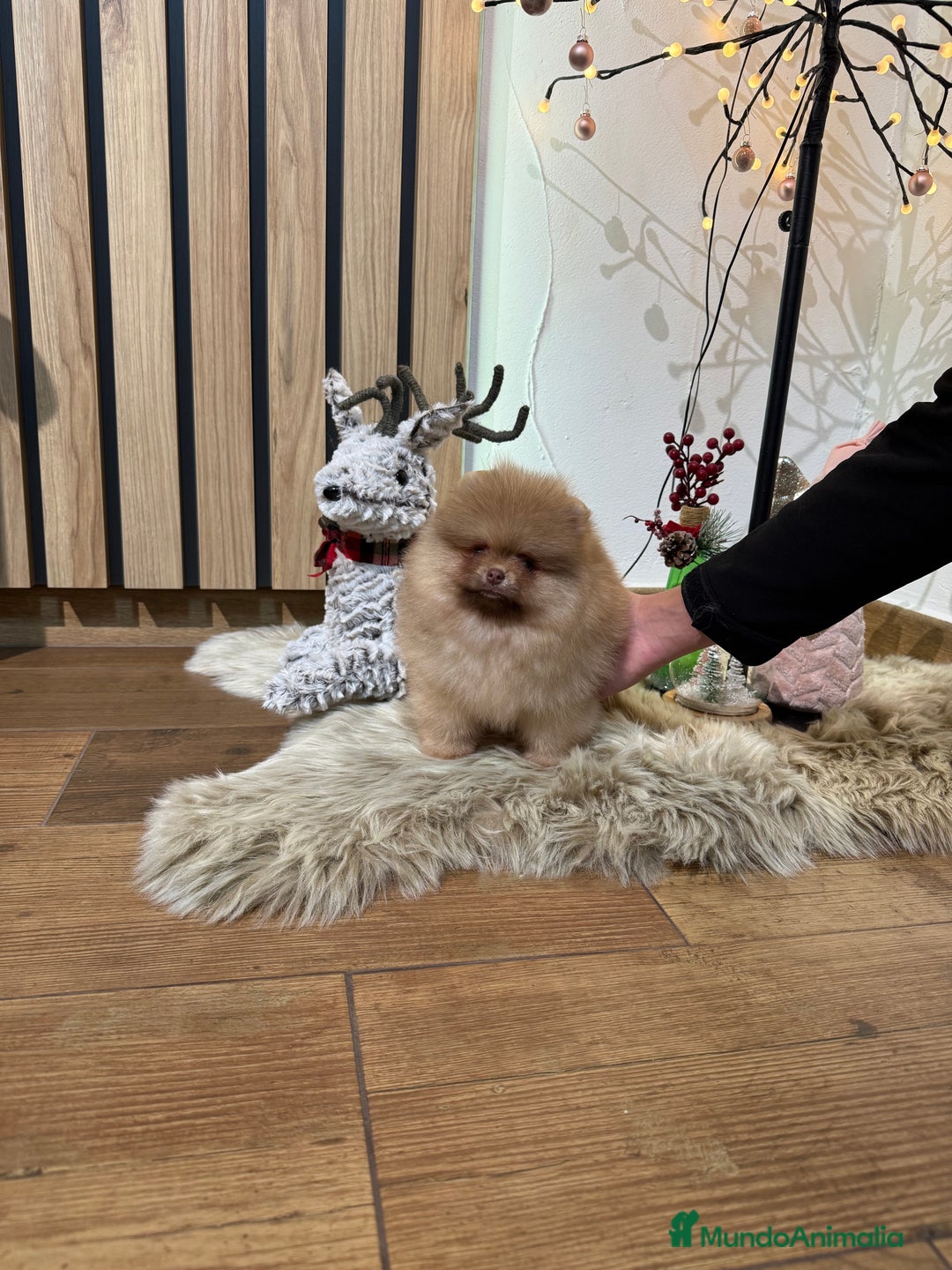Pomerania perros en venta: Pomerania Toy - Anuncio 4