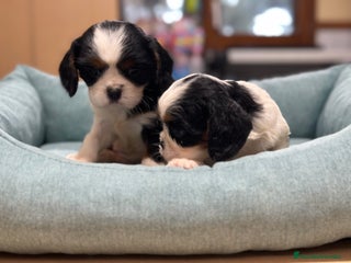 Cavalier King Charles Spaniel perros en Barcelona - Anuncio 32