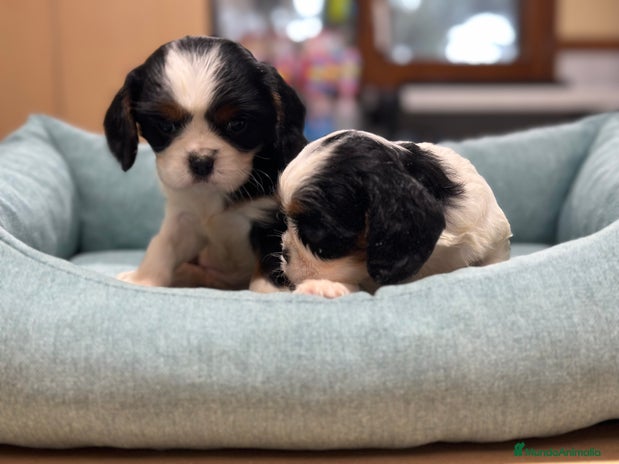 Cavalier King Charles Spaniel perros en Barcelona - Anuncio 9
