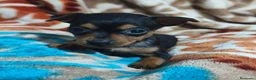 Pinscher Miniatura perros en venta: Pincher mini  - Anuncio 3