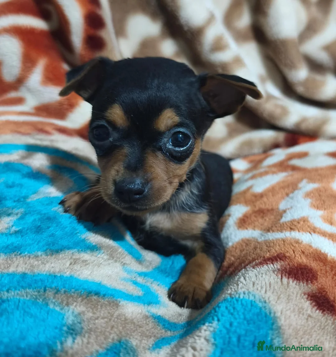 Pinscher Miniatura perros en venta: Pincher mini  - Anuncio 3