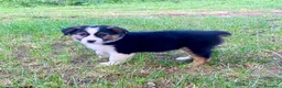 Pastor Australiano perros en venta: Pastor australiano  - Anuncio 2