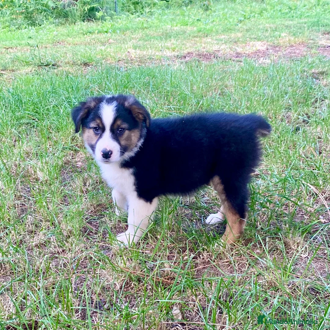 Pastor Australiano perros en venta: Pastor australiano  - Anuncio 2