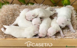 Schnauzer Miniatura perros en venta: Camada de Dalila - Imagen 15