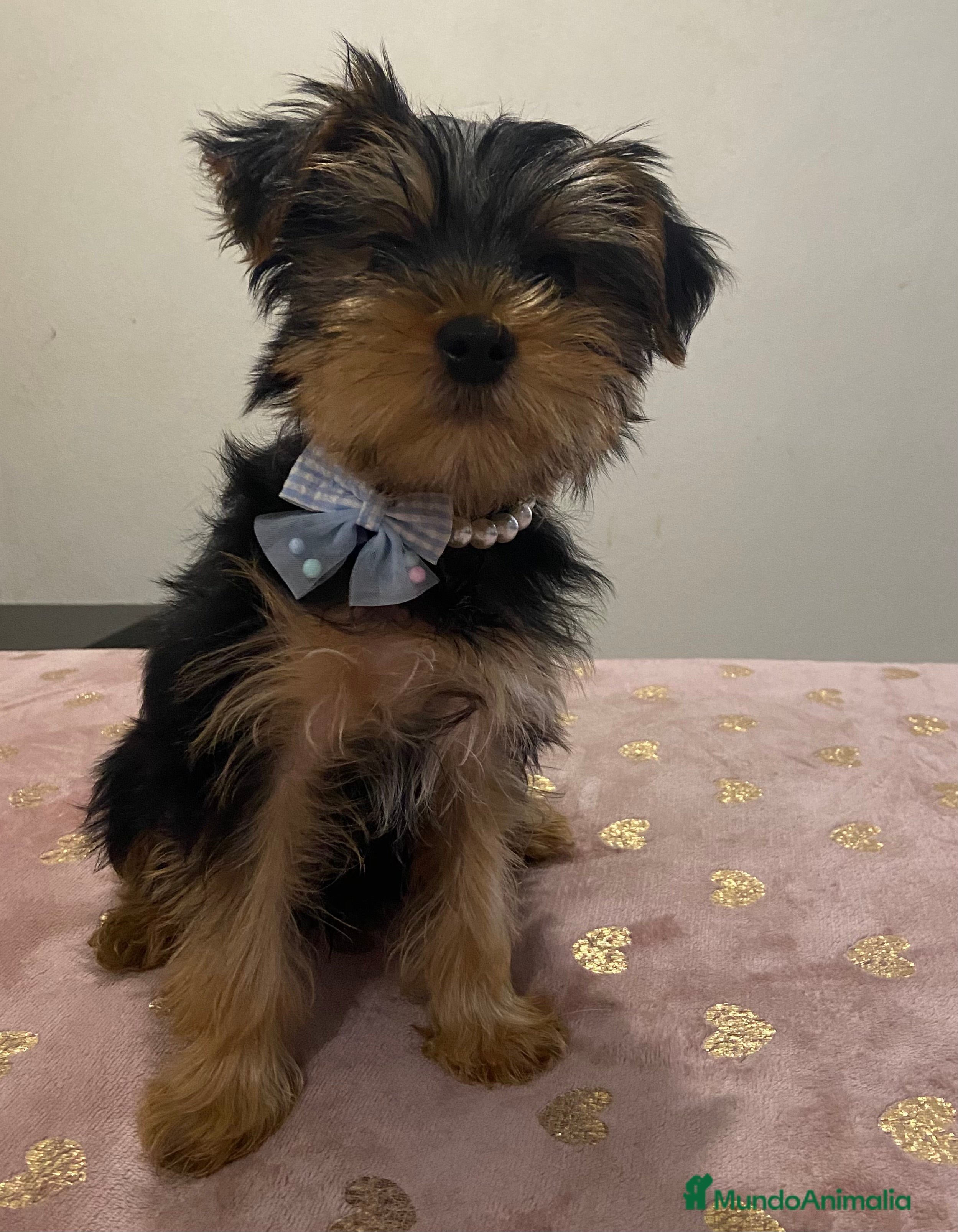 Yorkshire Terrier perros Macho Yorkshire de 4 meses🐾 - Anuncio 1