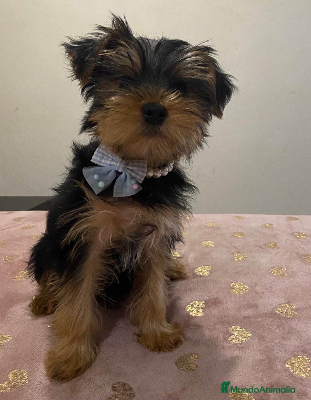 Yorkshire Terrier perros en venta: Macho Yorkshire de 4 meses🐾 - Anuncio 1