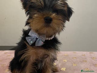 Yorkshire Terrier perros Macho Yorkshire de 4 meses🐾 - Anuncio 1