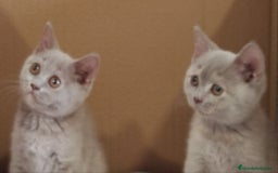 Británico de Pelo Corto gatos en venta: British Shorthair última hembra  - Imagen 13