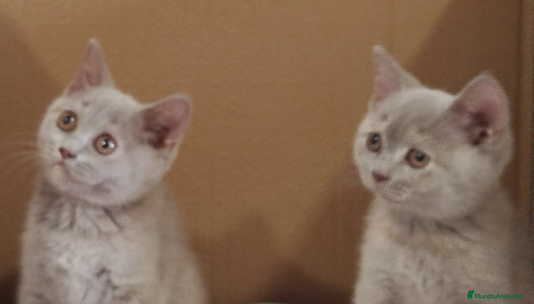 Británico de Pelo Corto gatos en venta: British Shorthair última hembra  - Imagen 13